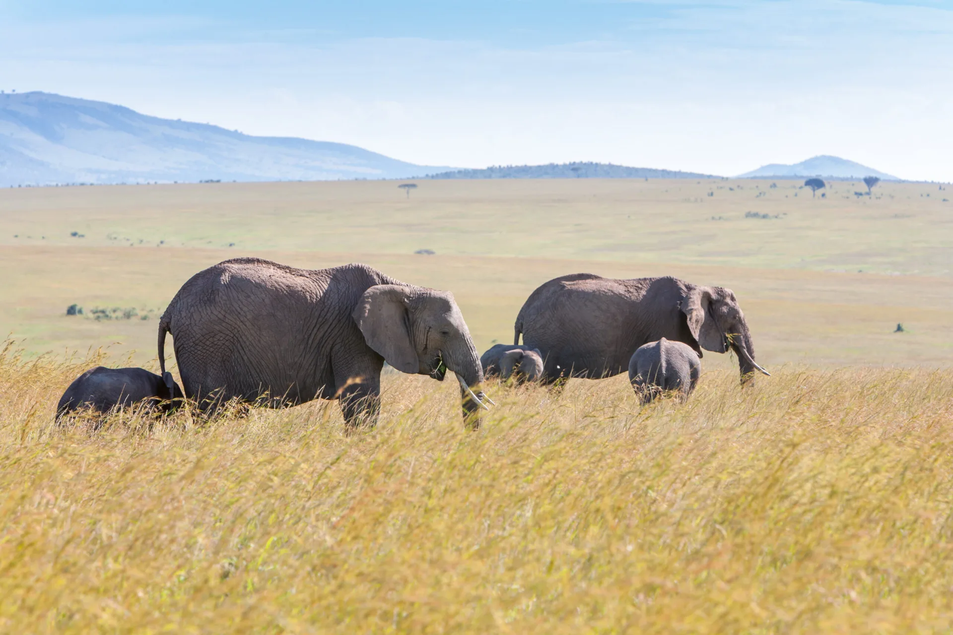 Elephants on safari